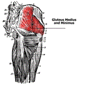 West Hollywood Chiropractic--gluteus medius